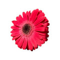 Pink Gerbera Daisy Kiss-Cut Sticker — Floral Laptop & Water Bottle Decal