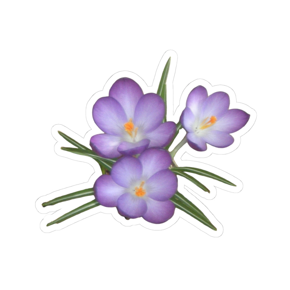 Purple Crocus Floral Sticker — Waterproof Kiss-Cut Decorative Sticker for Laptops, Water Bottles & Journals